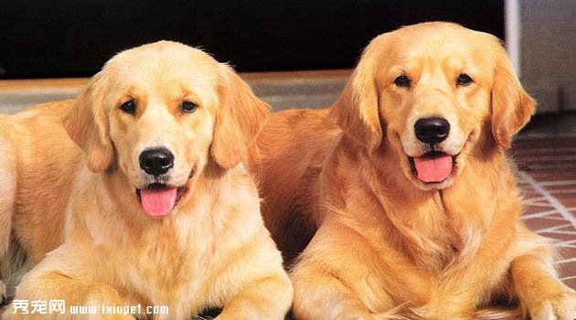 金毛犬不吃狗粮，吃剩饭菜可以吗？
