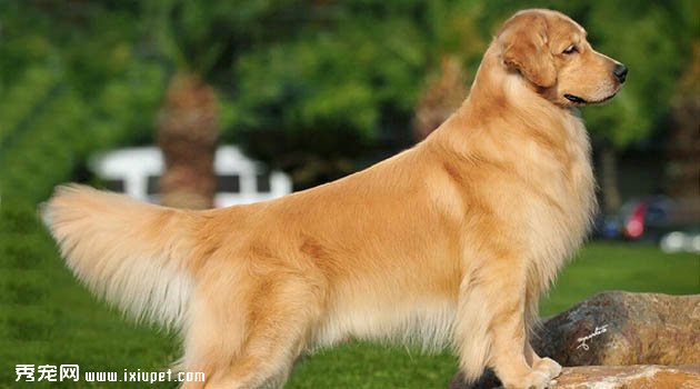 金毛犬不吃狗粮，吃剩饭菜可以吗？