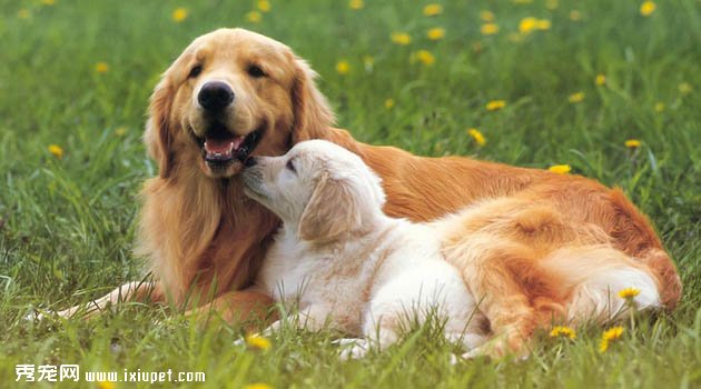 金毛犬不吃狗粮，吃剩饭菜可以吗？