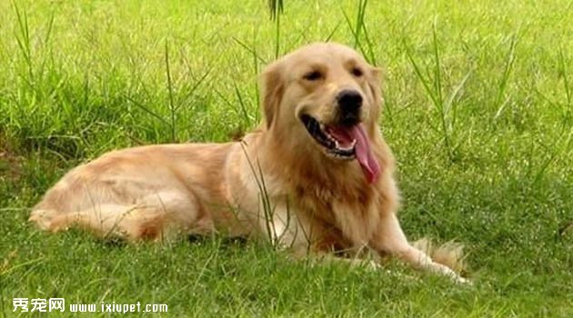 金毛犬不吃狗粮，吃剩饭菜可以吗？