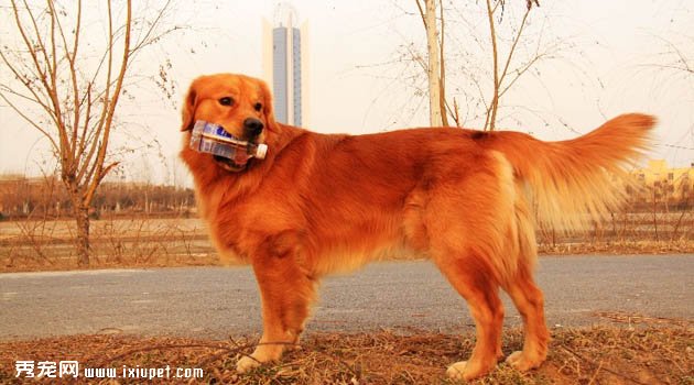 金毛犬不吃狗粮，吃剩饭菜可以吗？