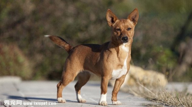 小型葡萄牙波登可犬训练方法_多少钱一只