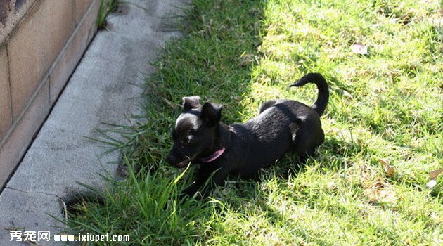 小型葡萄牙波登可犬训练方法_多少钱一只