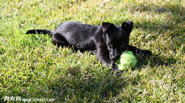 小型葡萄牙波登可犬训练方法_多少钱一只