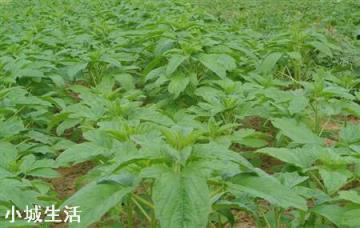 请问有芝麻出苗后防治阔叶杂草的除草剂吗？