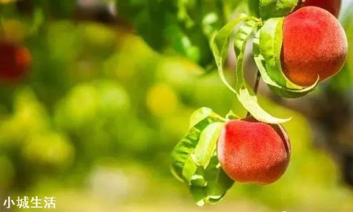 小麦中后期用吡虫啉、戊唑醇、磷酸二氢钾、芸苔素、食醋一起喷施可以吗？