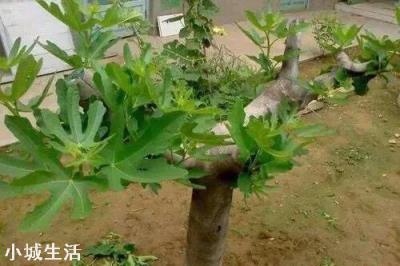 在农村庭院如何种植无花果？