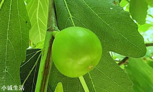在农村庭院如何种植无花果？