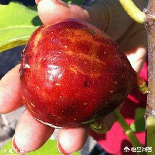 在农村庭院如何种植无花果？