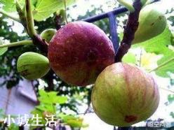 在农村庭院如何种植无花果？