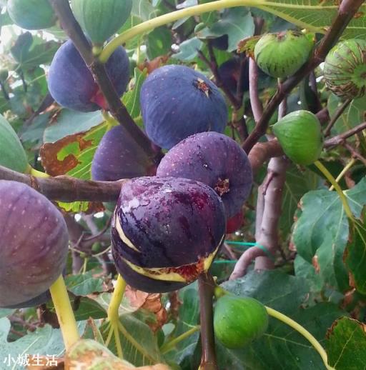 在农村庭院如何种植无花果？