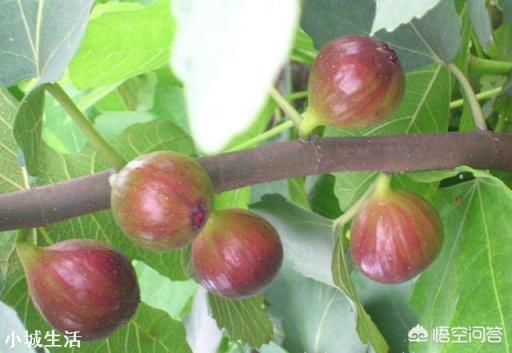 在农村庭院如何种植无花果？