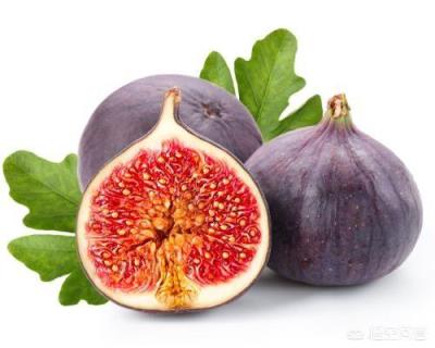 在农村庭院如何种植无花果？