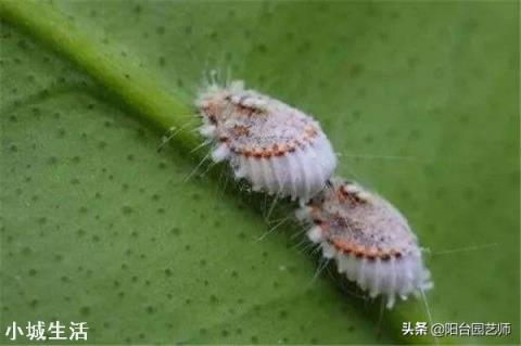 有些农民打农药的时候，往往在药桶里面加一点醋，加醋有什么用呢？