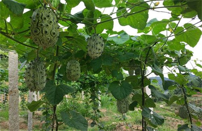 火参果的种植方法