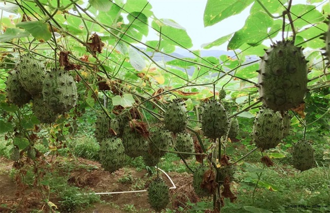 火参果的种植方法