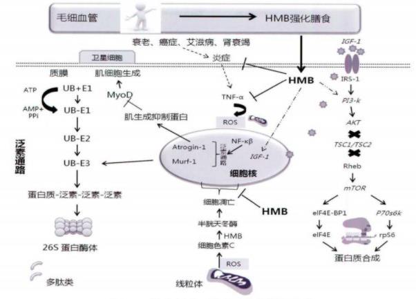 东京奥运夺冠的背后是不为人知的付出，HMB加速损伤肌肉恢复