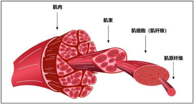 东京奥运夺冠的背后是不为人知的付出，HMB加速损伤肌肉恢复