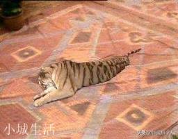 《西游记》原著里,奎木狼为什么要把唐僧变成大老虎?为什么不是变成其他的动物?