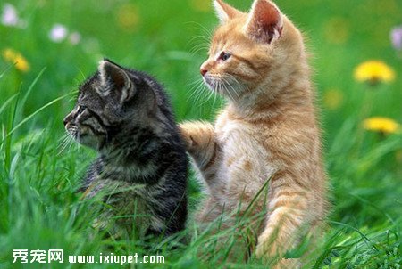 猫皮肤病会传染给人吗?