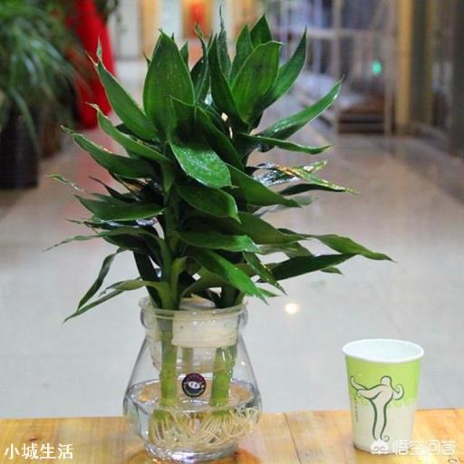 西北向阳台种什么花好?