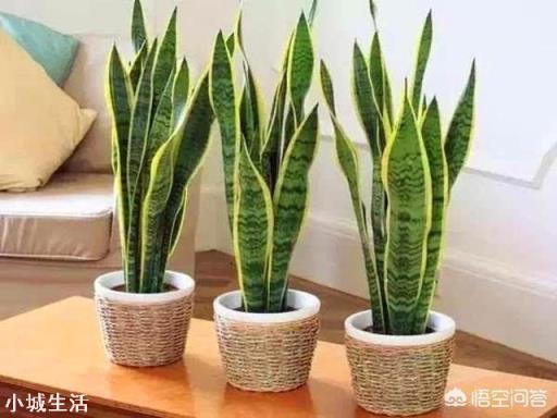 西北向阳台种什么花好?