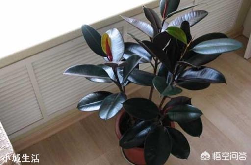 西北向阳台种什么花好?