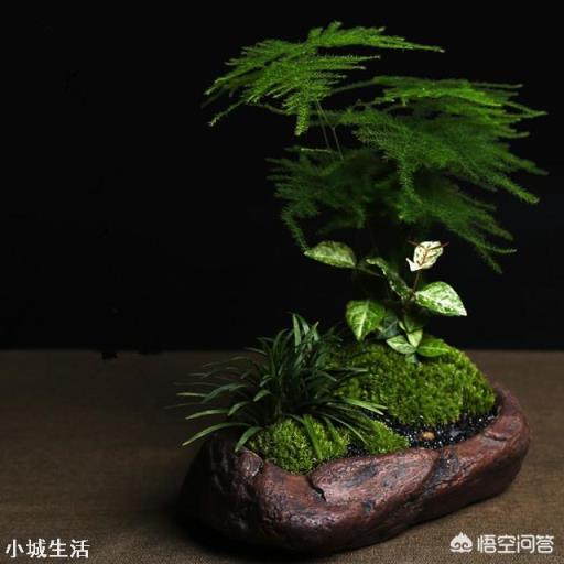 西北向阳台种什么花好?