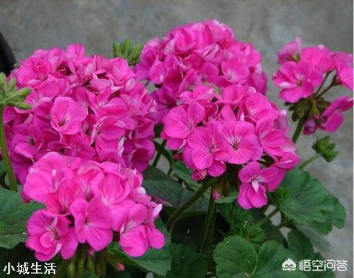 刚买来的天竺葵怎样管理?