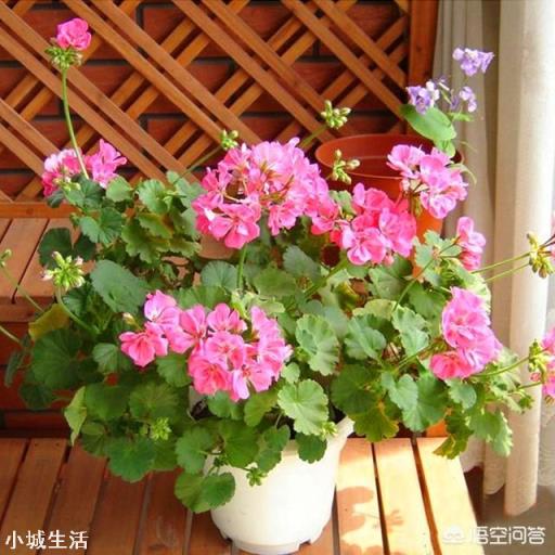 刚买来的天竺葵怎样管理?