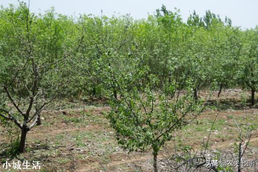 果园可以用草甘膦吗？最适合果园的除草剂是什么？