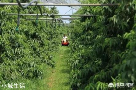 果园可以用草甘膦吗？最适合果园的除草剂是什么？