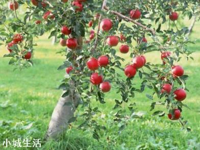 果园可以用草甘膦吗？最适合果园的除草剂是什么？