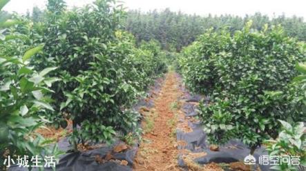 果园可以用草甘膦吗？最适合果园的除草剂是什么？