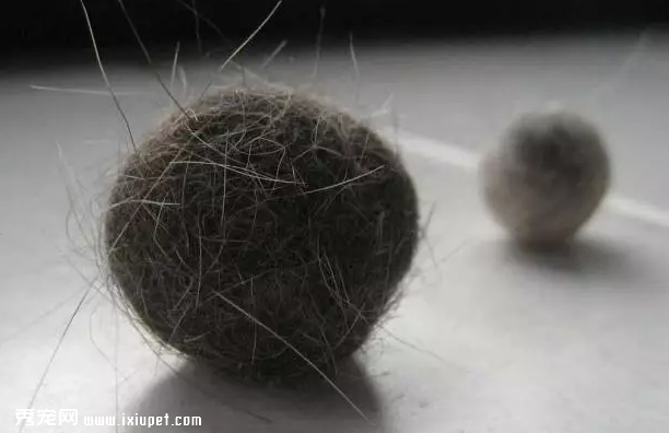 猫咪总是舔毛，对它的肠胃有影响吗?