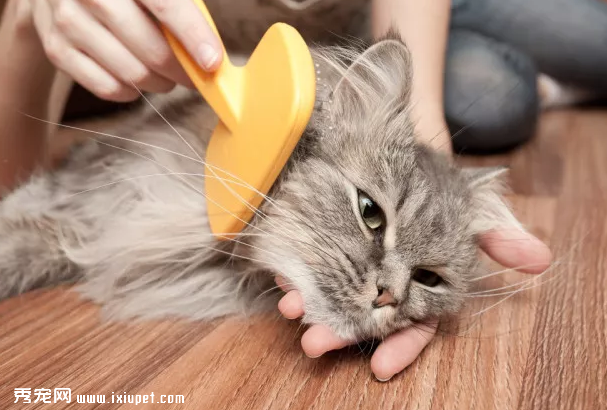 猫咪总是舔毛，对它的肠胃有影响吗?