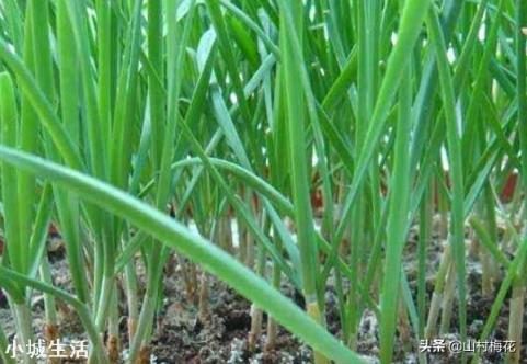 韭菜上什么肥料长的黑亮又粗壮？