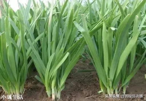 韭菜上什么肥料长的黑亮又粗壮？