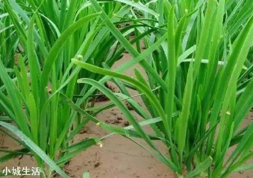 韭菜上什么肥料长的黑亮又粗壮？