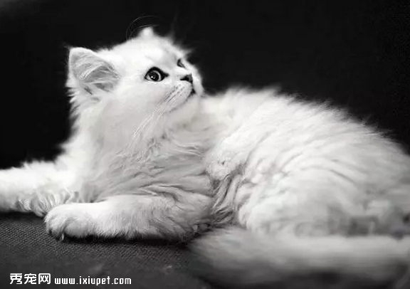 猫咪老是掉毛，除了换毛期间还有这几个原因