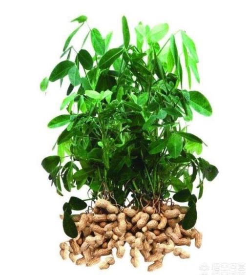 花生种植一次性施肥，用什么肥好？