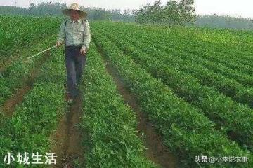 花生种植一次性施肥，用什么肥好？