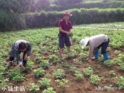 花生种植一次性施肥，用什么肥好？