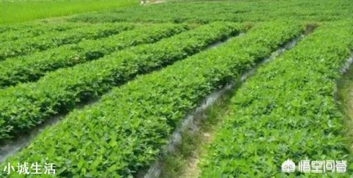 花生种植一次性施肥，用什么肥好？