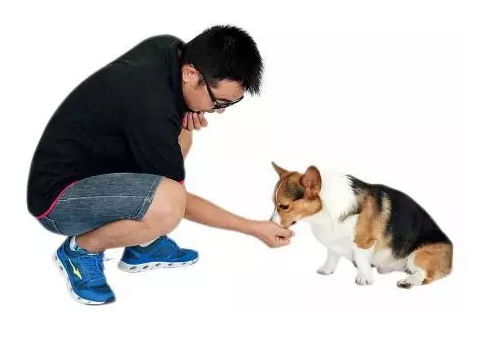 如何训练狗狗，让狗狗理解“坐下”的口头命令