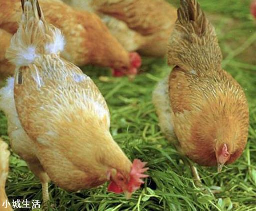 一年综合收入9万左右，净收入。老婆带着两个孩子经常腌萝卜丝吃。说物价太贵，买不起菜，我该怎么办？