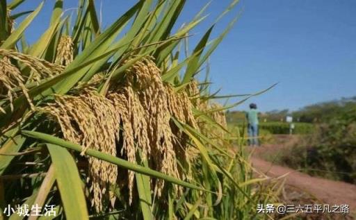今年立秋后有秋老虎吗？立秋后农民需要注意什么呢？
