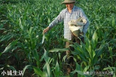 今年立秋后有秋老虎吗？立秋后农民需要注意什么呢？