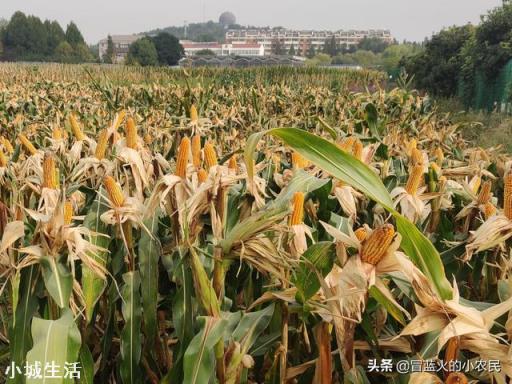 今年立秋后有秋老虎吗？立秋后农民需要注意什么呢？