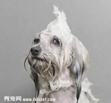狗狗冬季洗澡美容实用指南